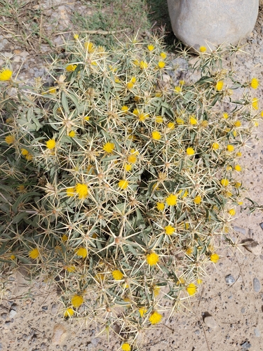 Eastern Star-thistle