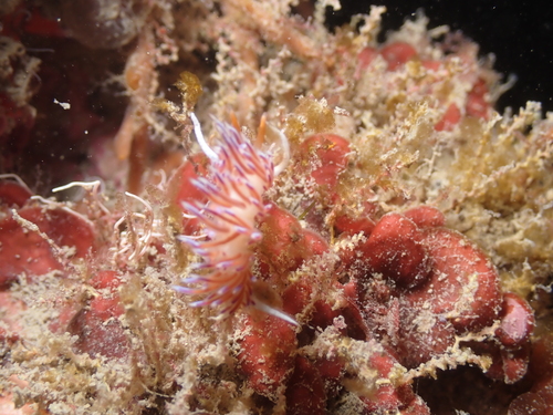 Cratena peregrina