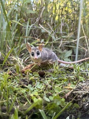 Mesopotamian Fat-Tailed Opossum photo 1