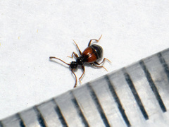 Rybaxis longicornis