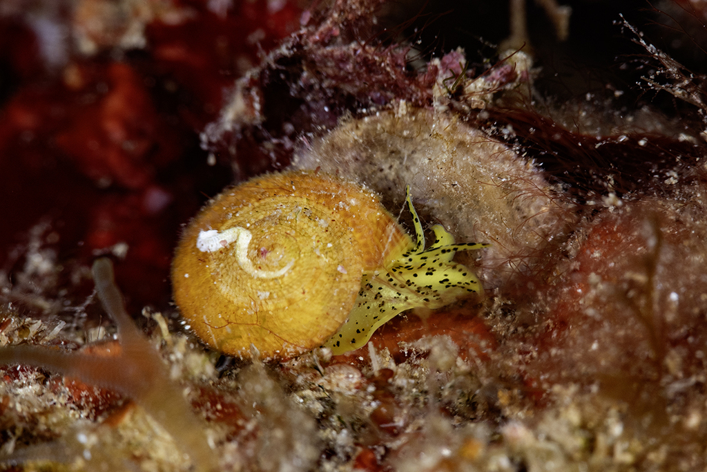 Heliacus fallaciosus