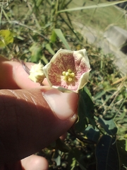 Philibertia gilliesii