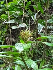 Chamaecostus congestiflorus