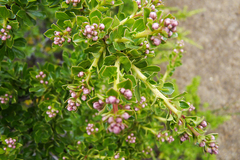 Escallonia virgata