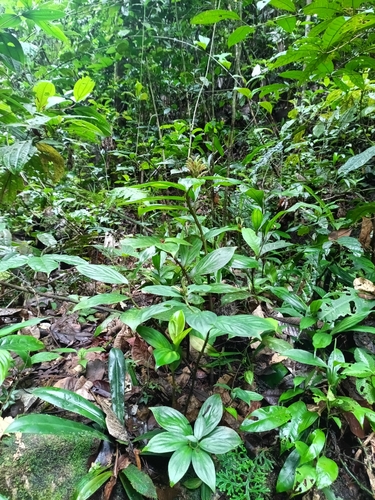 Chamaecostus congestiflorus, photograph 2