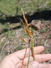 Sorghum leiocladum