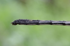 Macrothemis pseudimitans