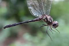 Macrothemis pseudimitans