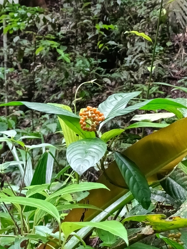 Palicourea racemosa