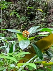 Palicourea racemosa
