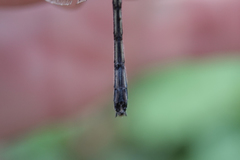 Macrothemis pseudimitans