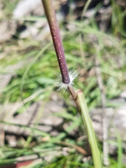 Sorghum leiocladum