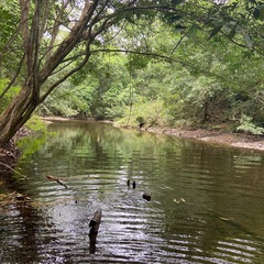 Macrothemis pseudimitans