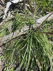 Sorghum leiocladum