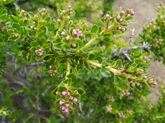 Escallonia virgata