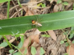 Oxyopes elegans