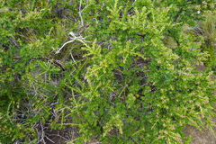 Escallonia virgata
