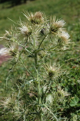 Cirsium sairamense