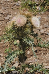 Cirsium sairamense
