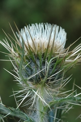 Cirsium sairamense