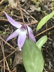 Erythronium hendersonii