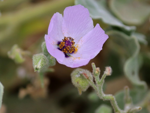 Cristaria glaucophylla, photograph 6