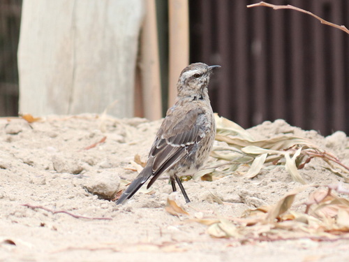 Chilean Mockingbird (Mimus thenca), photo 5