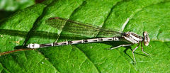 Argia vivida