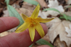Erythronium rostratum