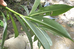 Dimerocostus argenteus