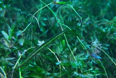 Siphonognathus argyrophanes