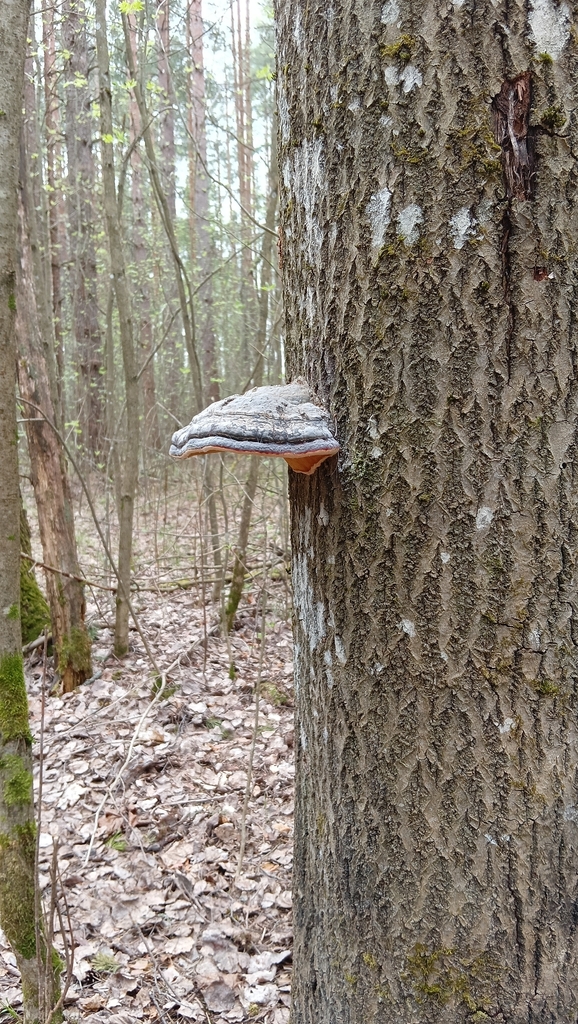 Fomitopsis pinicola · May 2026 · photo: © tanya_iv (iNaturalist, cc-by)