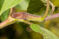 Procecidochares utilis