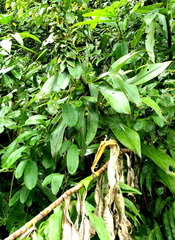 Dimerocostus argenteus