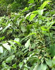 Dimerocostus argenteus