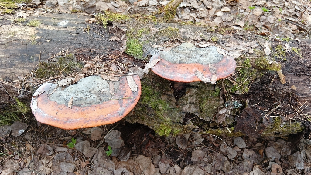 Fomitopsis pinicola · May 2026 · photo: © tanya_iv (iNaturalist, cc-by)