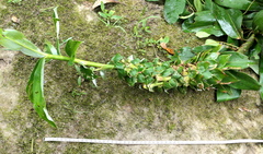 Dimerocostus argenteus