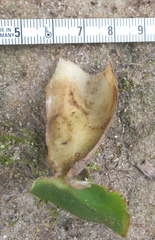 Dimerocostus argenteus