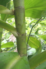 Dimerocostus argenteus