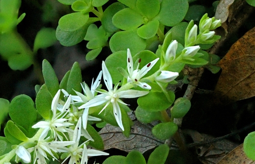 woodland stonecrop