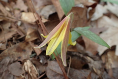 Erythronium rostratum
