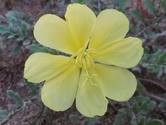 Oenothera primiveris