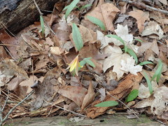 Erythronium rostratum