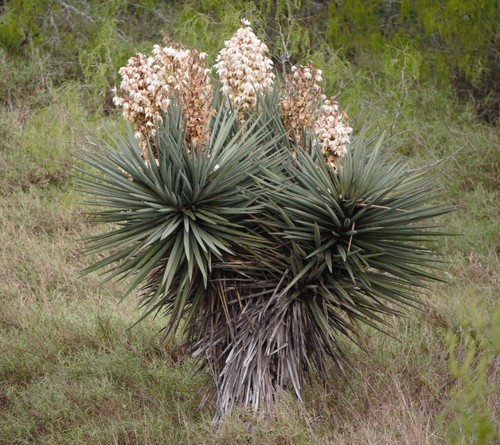 Spanish dagger