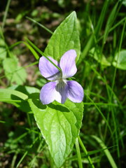 Viola canina