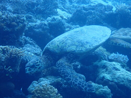 Hawksbill Sea Turtle — seen at this dive site