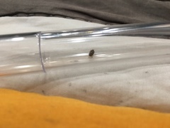 Bostrichoidea