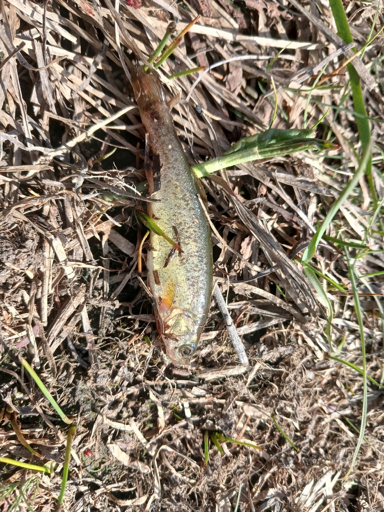 Lake minnow (Rhynchocypris percnurus) — Cyprinidae