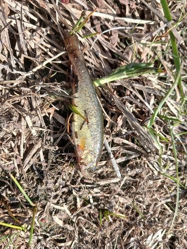 Lake minnow (Rhynchocypris percnurus) — Cyprinidae