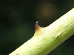 Persicaria dichotoma